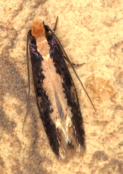 Microheterocera da confermare - Monopis cfr. crocicapitella